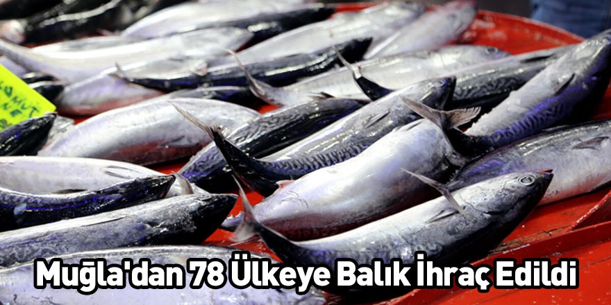 Muğla'dan 78 Ülkeye Balık İhraç Edildi