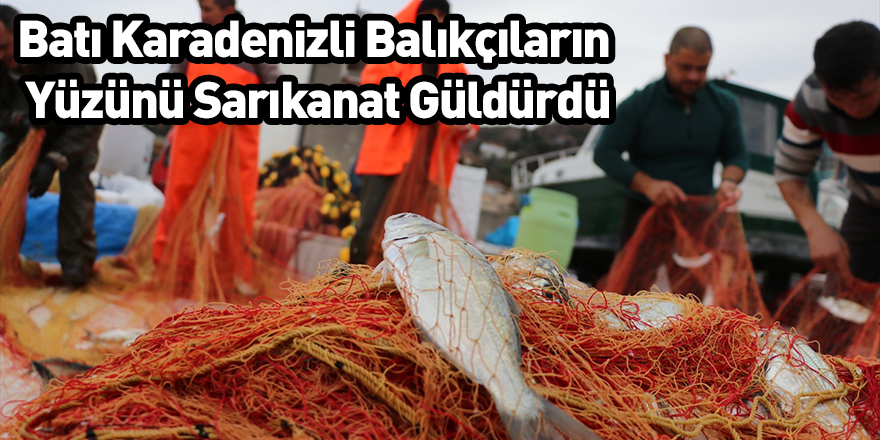 Batı Karadenizli Balıkçıların Yüzünü Sarıkanat Güldürdü