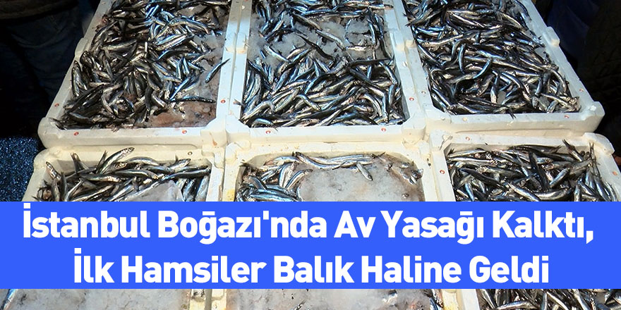 İstanbul Boğazı'nda Av Yasağı Kalktı, İlk Hamsiler Balık Haline Geldi