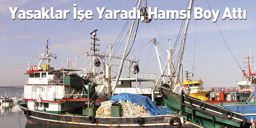 Yasaklar İşe Yaradı, Hamsi Boy Attı