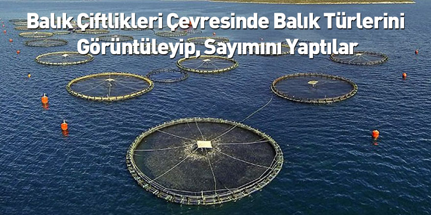 Balık Çiftlikleri Çevresinde Balık Türlerini Görüntüleyip, Sayımını Yaptılar