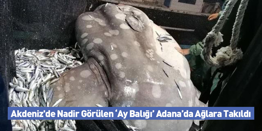 Akdeniz'de Nadir Görülen ‘Ay Balığı’ Adana’da Ağlara Takıldı