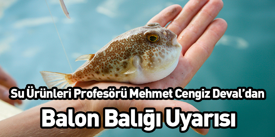Su Ürünleri Profesörü Mehmet Cengiz Deval’dan Balon Balığı Uyarısı