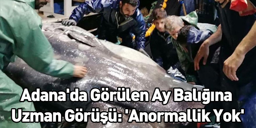 Adana'da Görülen Ay Balığına Uzman Görüşü: 'Anormallik Yok'
