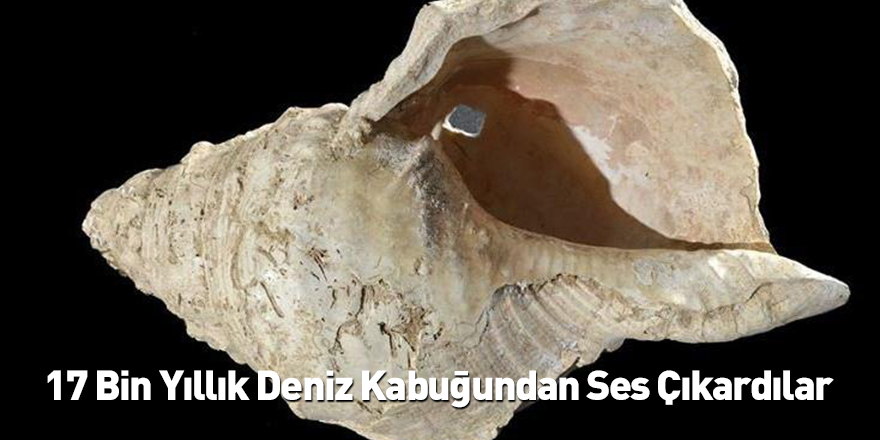17 Bin Yıllık Deniz Kabuğundan Ses Çıkardılar