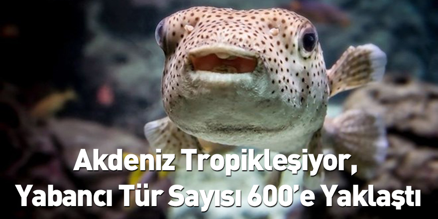 Akdeniz Tropikleşiyor, Yabancı Tür Sayısı 600’e Yaklaştı