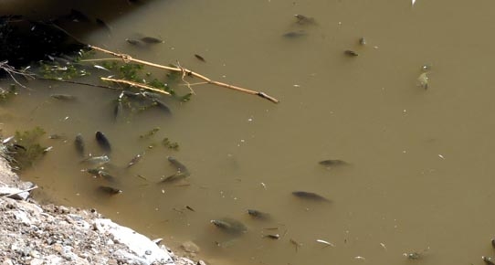 Porsuk Çayı'ndaki balık ölümlerinin nedeni belli oldu