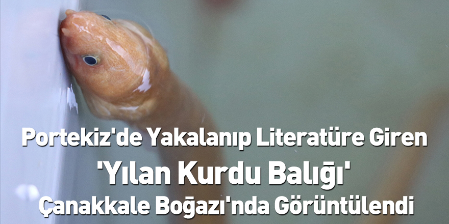 Portekiz'de Yakalanıp Literatüre Giren 'Yılan Kurdu Balığı' Çanakkale Boğazı'nda Görüntülendi