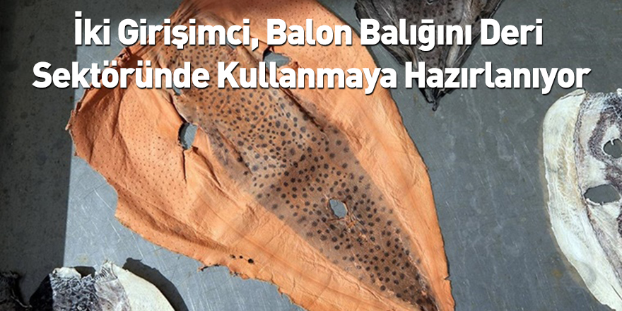 İki Girişimci, Balon Balığını Deri Sektöründe Kullanmaya Hazırlanıyor