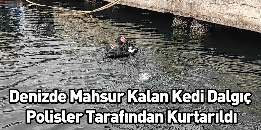 Denizde Mahsur Kalan Kedi Dalgıç Polisler Tarafından Kurtarıldı