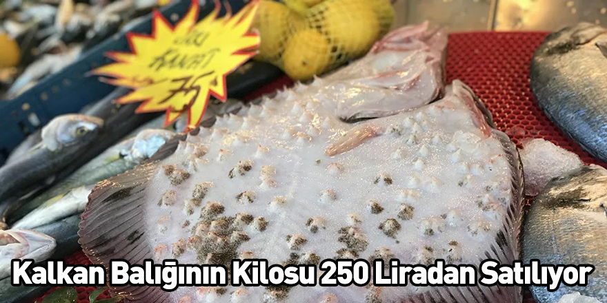Kalkan Balığının Kilosu 250 Liradan Satılıyor