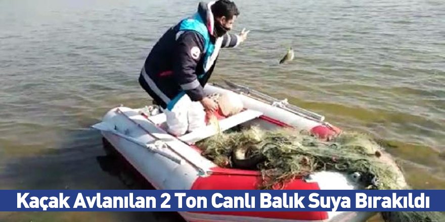 Kaçak Avlanılan 2 Ton Canlı Balık Suya Bırakıldı