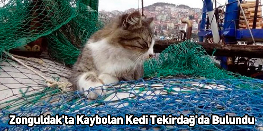 Zonguldak'ta Kaybolan Kedi Tekirdağ'da Bulundu