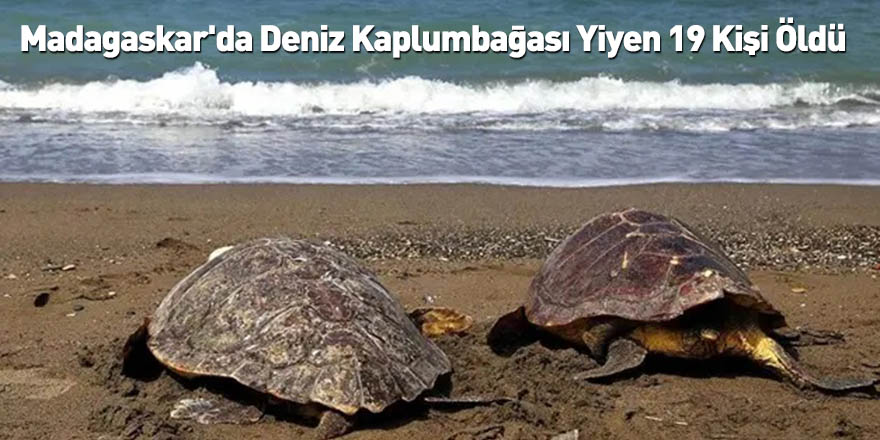 Madagaskar'da Deniz Kaplumbağası Yiyen 19 Kişi Öldü