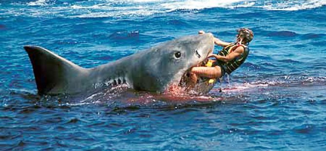 Avustralya'da köpek balığı saldırısı