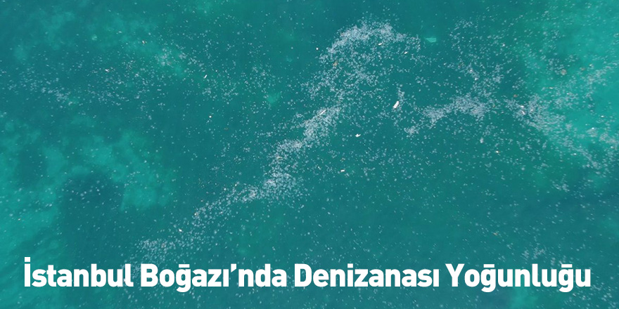 İstanbul Boğazı’nda Denizanası Yoğunluğu