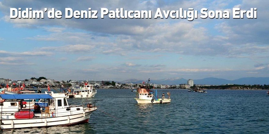 Didim’de Deniz Patlıcanı Avcılığı Sona Erdi