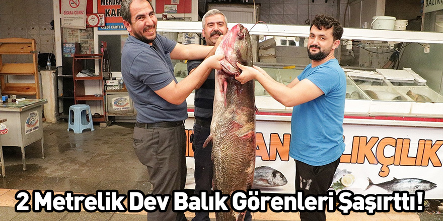 2 Metrelik Dev Balık Görenleri Şaşırttı!