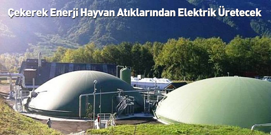 Çekerek Enerji Hayvan Atıklarından Elektrik Üretecek