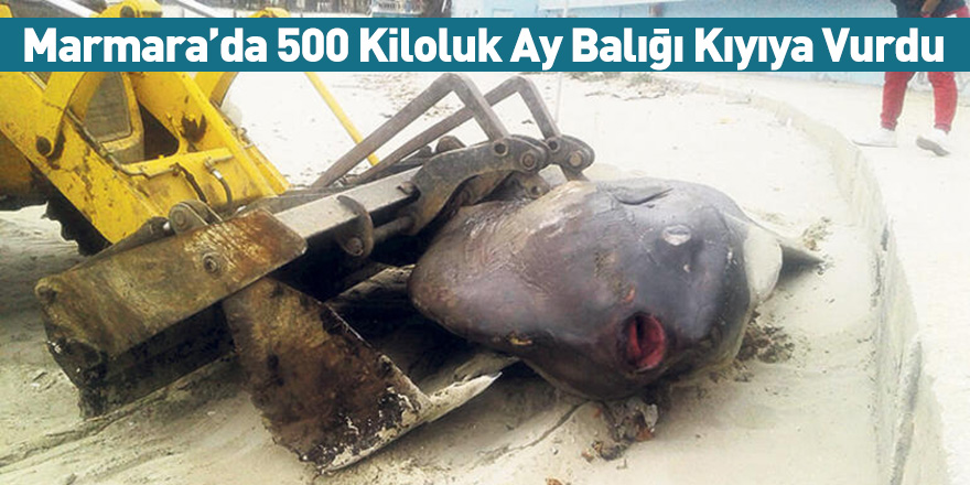 Marmara’da 500 Kiloluk Ay Balığı Kıyıya Vurdu