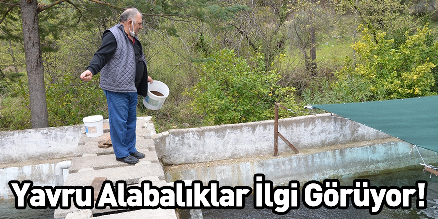 Yavru Alabalıklar İlgi Görüyor!