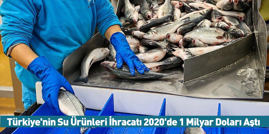 Türkiye'nin Su Ürünleri İhracatı 2020'de 1 Milyar Doları Aştı