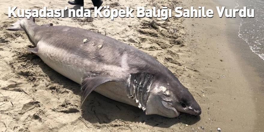 Kuşadası’nda Köpek Balığı Sahile Vurdu