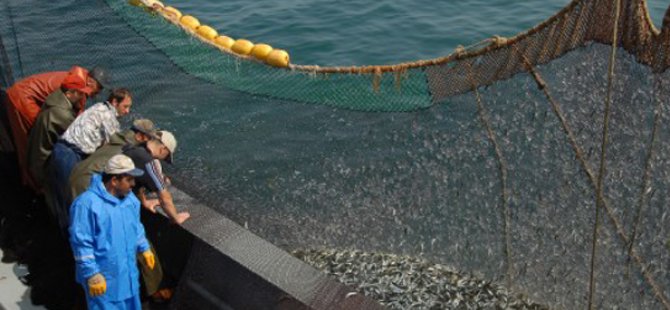 "Balıkçılar ilaçla avlanıyor" iddiasını yalanladı