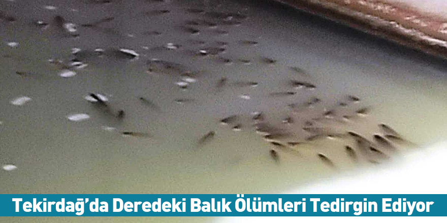 Tekirdağ’da Deredeki Balık Ölümleri Tedirgin Ediyor