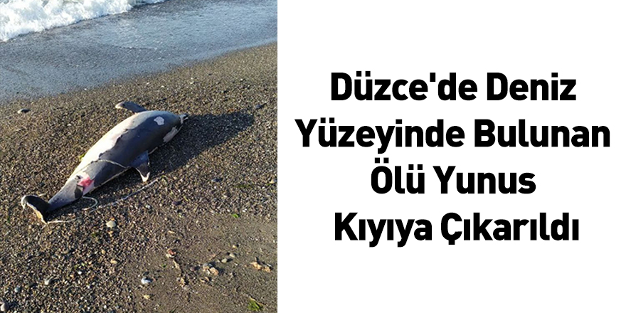 Düzce'de Deniz Yüzeyinde Bulunan Ölü Yunus Kıyıya Çıkarıldı