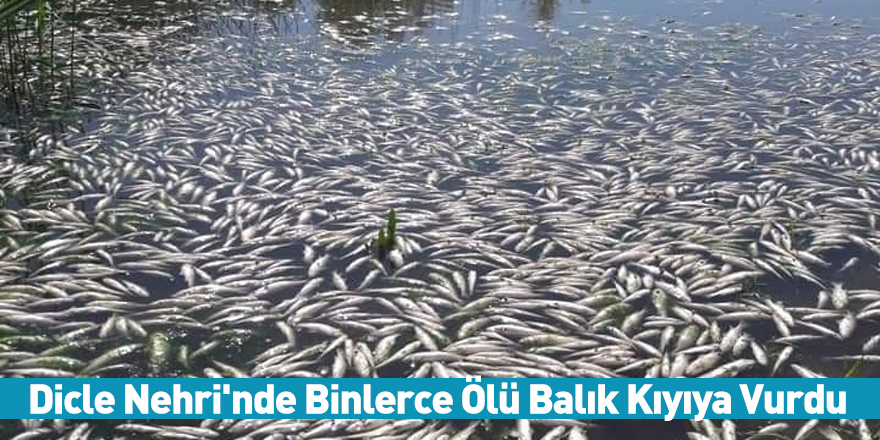 Dicle Nehri'nde Binlerce Ölü Balık Kıyıya Vurdu