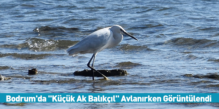 Bodrum'da "Küçük Ak Balıkçıl" Avlanırken Görüntülendi