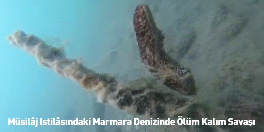 Müsilâj Istilâsındaki Marmara Denizinde Ölüm Kalım Savaşı