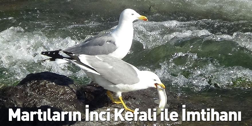 Martıların İnci Kefali ile İmtihanı