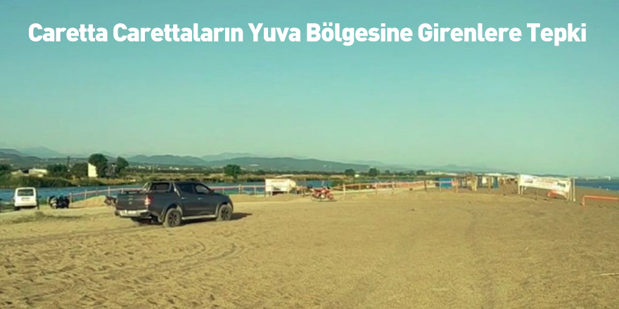 Caretta Carettaların Yuva Bölgesine Girenlere Tepki