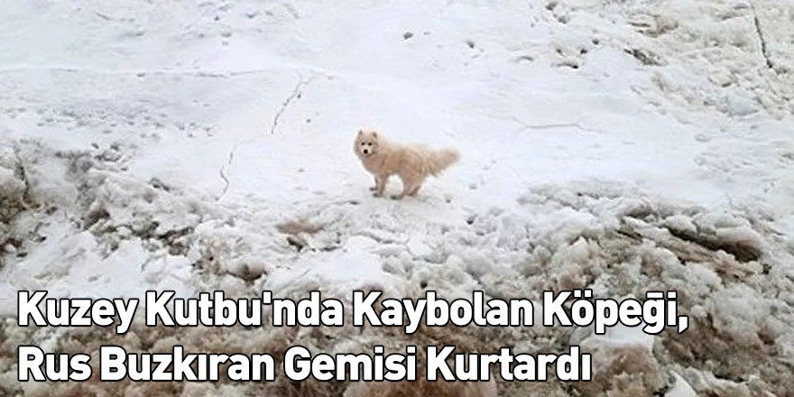 Kuzey Kutbu'nda Kaybolan Köpeği, Rus Buzkıran Gemisi Kurtardı