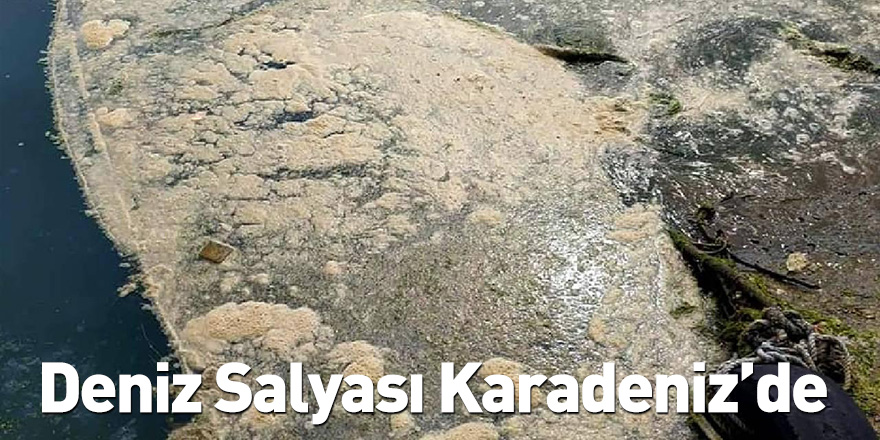 Deniz Salyası Karadeniz’de