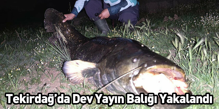 Tekirdağ’da Dev Yayın Balığı Yakalandı