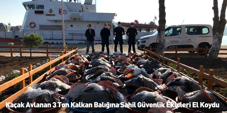 Kaçak Avlanan 3 Ton Kalkan Balığına Sahil Güvenlik Ekipleri El Koydu