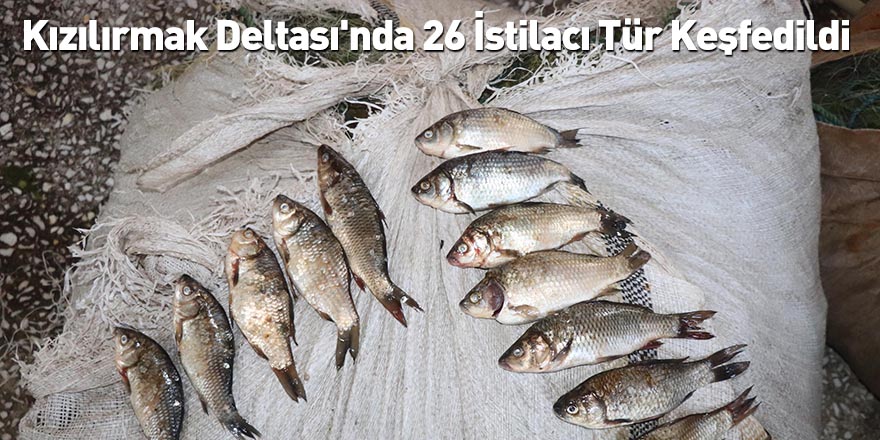 Kızılırmak Deltası'nda 26 İstilacı Tür Keşfedildi