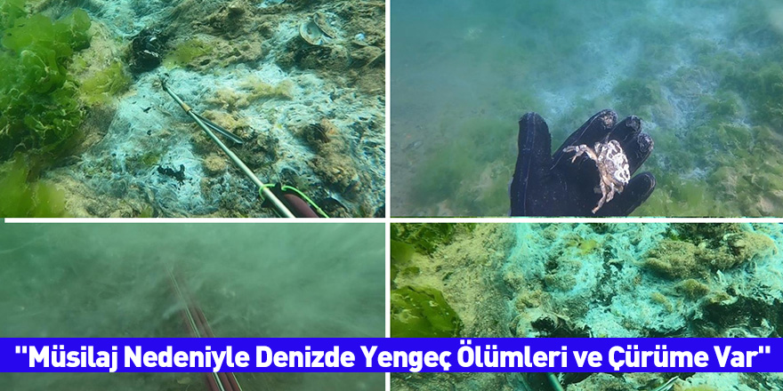 "Müsilaj Nedeniyle Denizde Yengeç Ölümleri ve Çürüme Var"