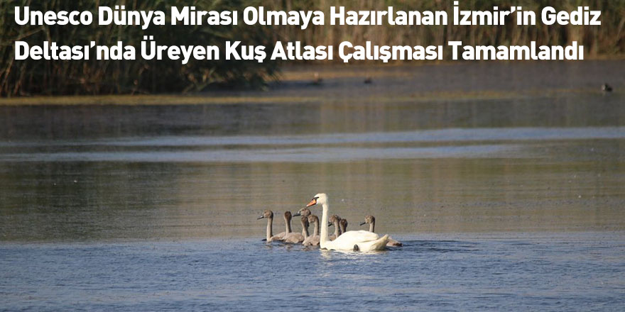 Unesco Dünya Mirası Olmaya Hazırlanan İzmir’in Gediz Deltası’nda Üreyen Kuş Atlası Çalışması Tamamlandı