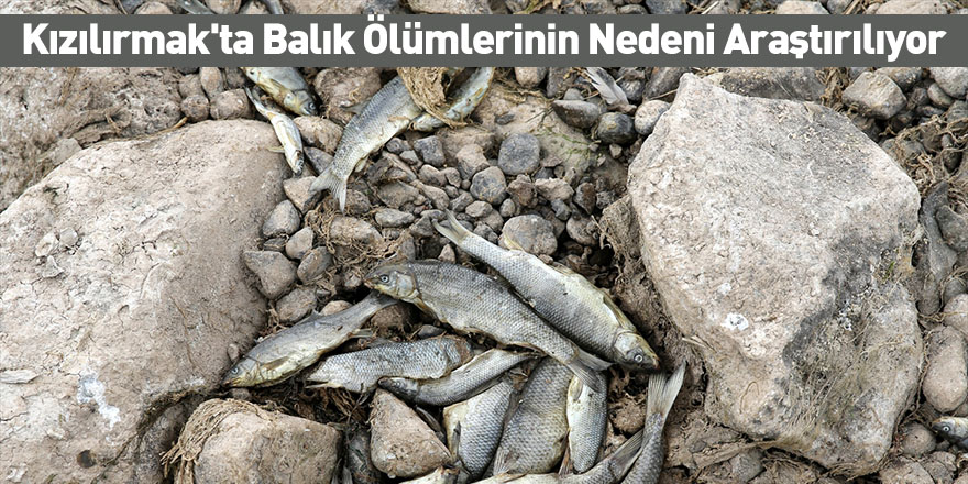 Kızılırmak'ta Balık Ölümlerinin Nedeni Araştırılıyor