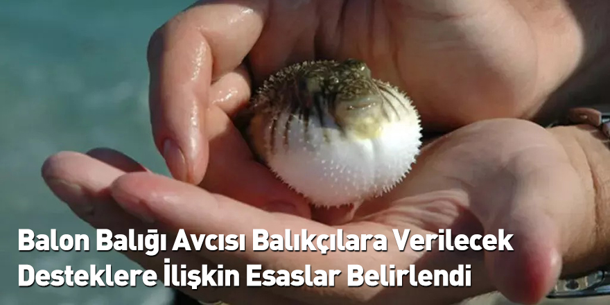 Balon Balığı Avcısı Balıkçılara Verilecek Desteklere İlişkin Esaslar Belirlendi