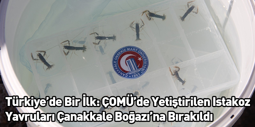 Türkiye’de Bir İlk: ÇOMÜ’de Yetiştirilen Istakoz Yavruları Çanakkale Boğazı’na Bırakıldı