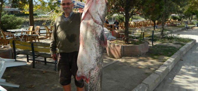 Oltayla 144 kiloluk yayın balığı yakaladı