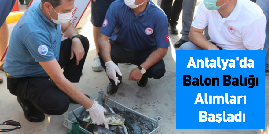 Antalya'da Balon Balığı Alımları Başladı