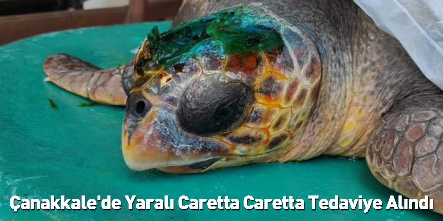 Çanakkale'de Yaralı Caretta Caretta Tedaviye Alındı