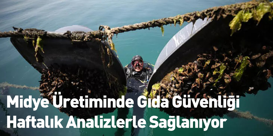 Midye Üretiminde Gıda Güvenliği Haftalık Analizlerle Sağlanıyor