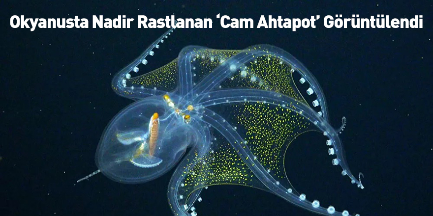 Okyanusta Nadir Rastlanan ‘Cam Ahtapot’ Görüntülendi